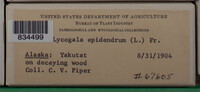 Image Associated With the Occurence